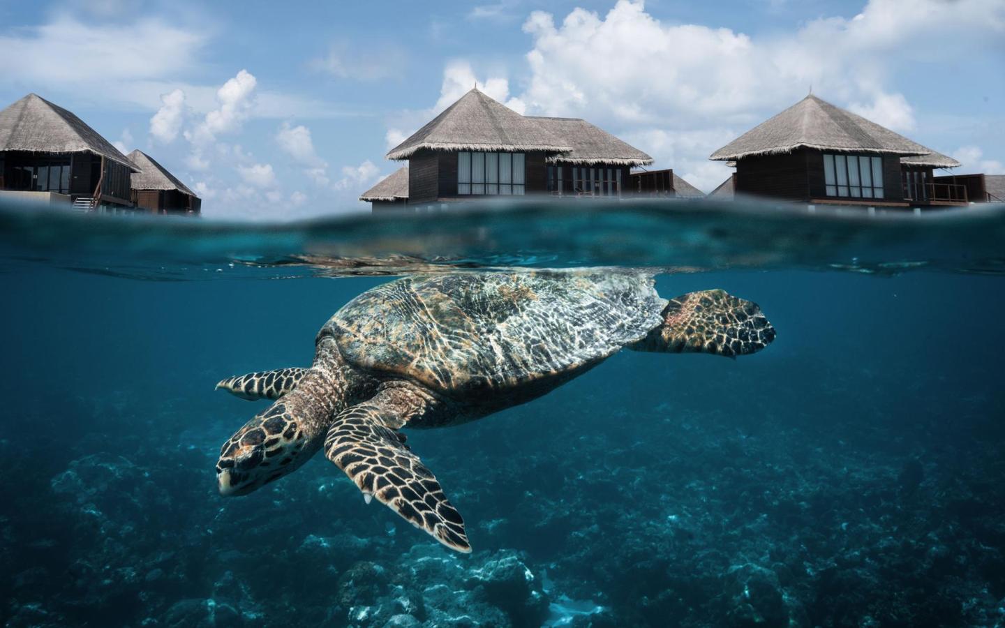Coco Bodu Hithi, Malediven, Coco Residence, Außenansicht_Hausriff