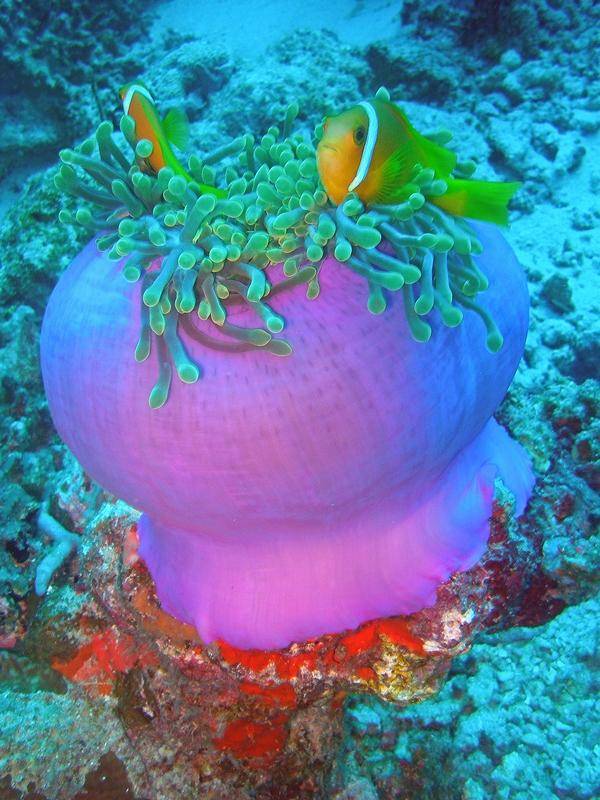 Taucherlebnis im Süd-Ari-Atoll