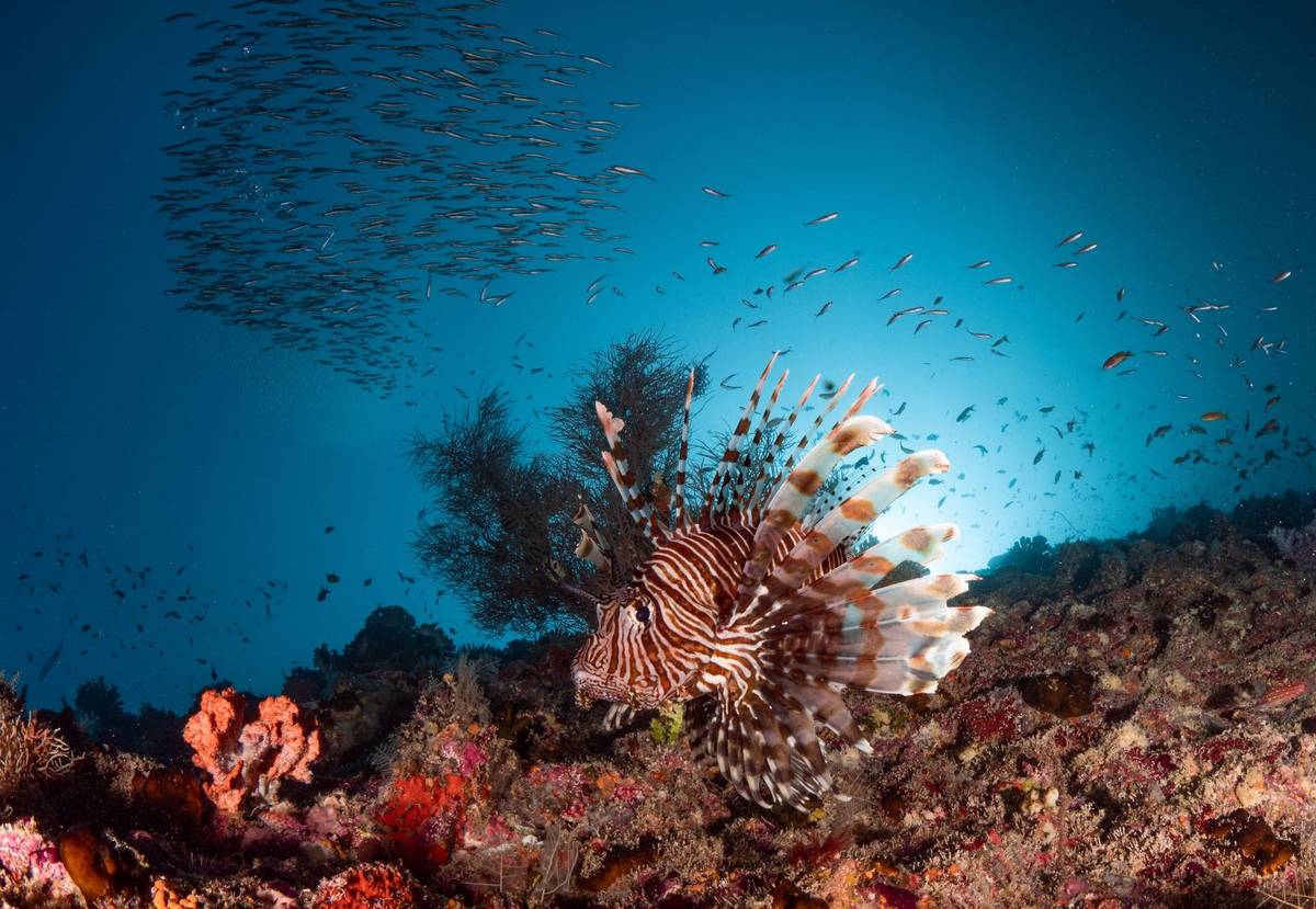 Tauchsafari, Lion Fish