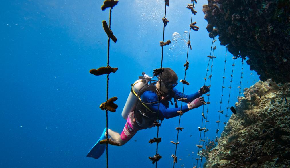 Soneva Fushi Hochseilgarten_im_Out of the Sea House Reef (c) Soneva Foundation
