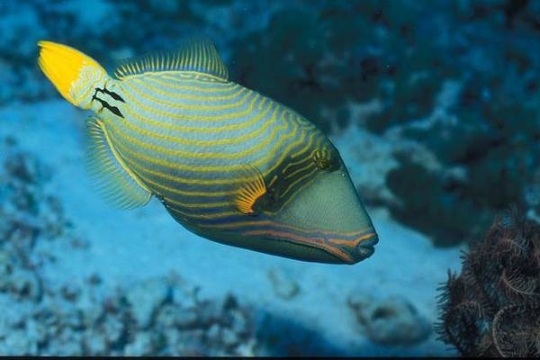 Drückerfische