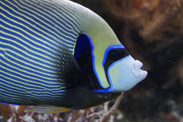 Kaiserfische