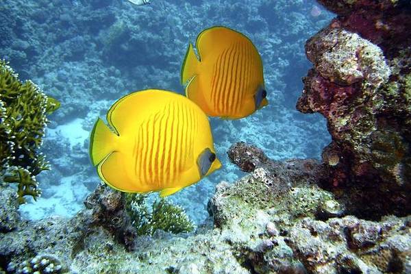 Falterfische