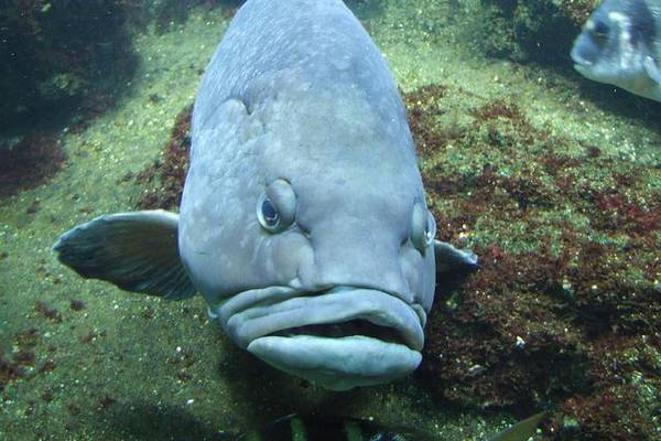 Lippenfisch