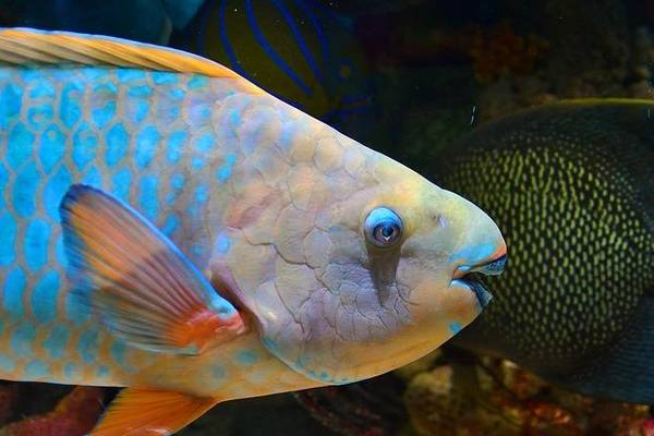 Papageifische