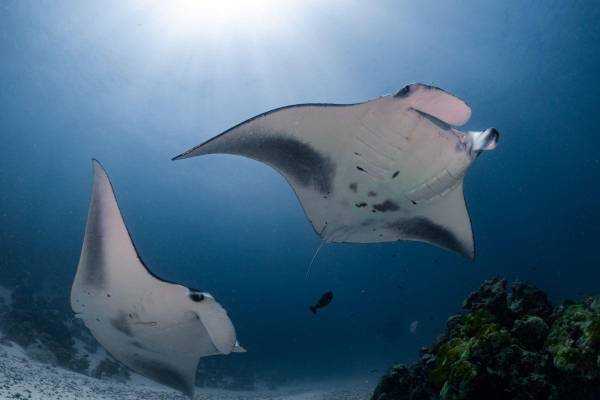 Manta
