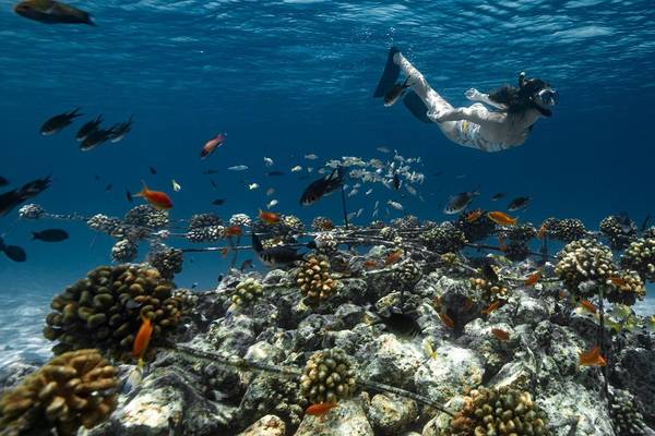 Fushifaru Maldives, Schnorcheln