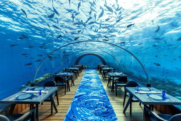 Hurawalhi Island Resort, Malediven, 5.8 Undersea Restaurant, Fische