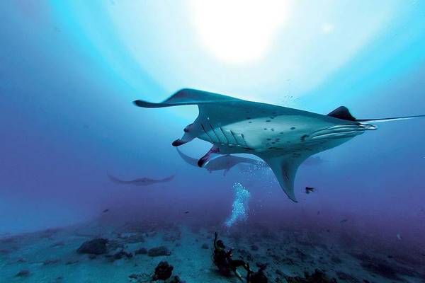 Tauchen mit Mantarochen, Bucketlist, Constance Moofushi Resort, Malediven
