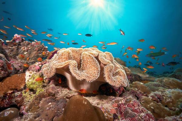 Cora Cora Maldives, Hausriff mit Fischen