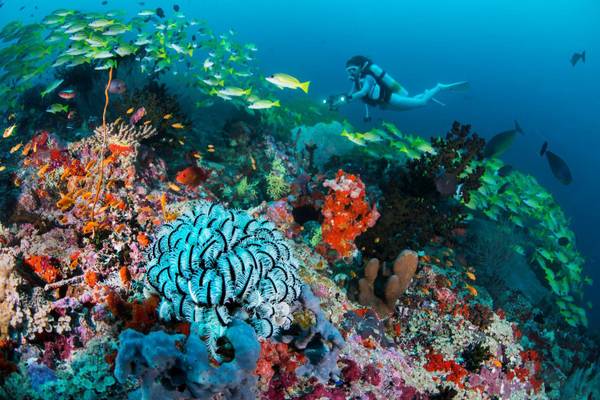 Alila Kothaifaru Maldives, Malediven, Unterwasserwelt