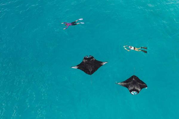The Westin Maldives Miriandhoo Resort, Malediven, Schwimmen mit Mantarochen