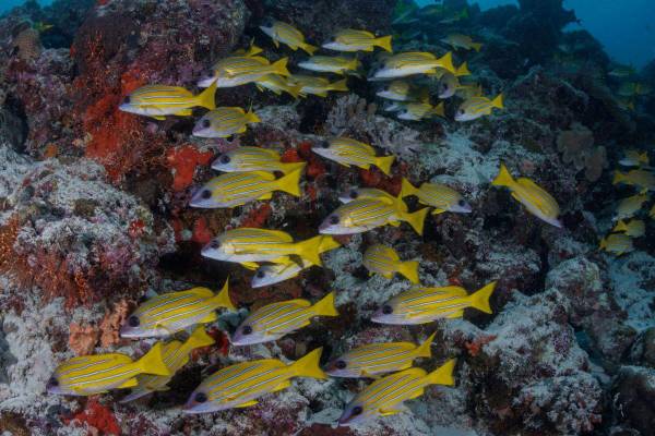 OBLU NATURE Helengeli by SENTIDO, Malediven,  Unterwasserwelt, Fische