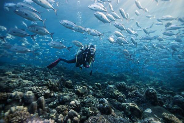 Dusit Thani Maldives, Insel, Dive, Reef