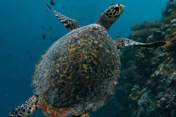Ellaidhoo Maldives by Cinnamon-Turtle