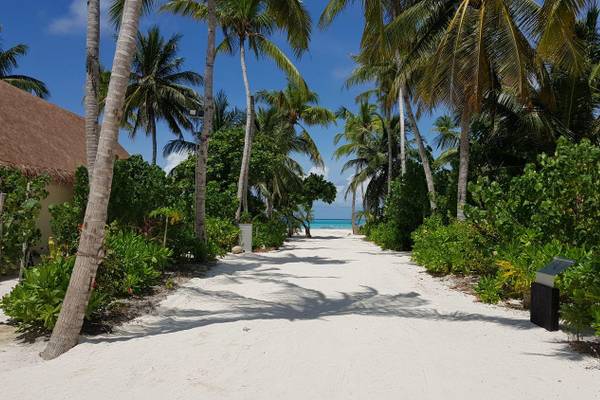Cinnamon_Velifushi