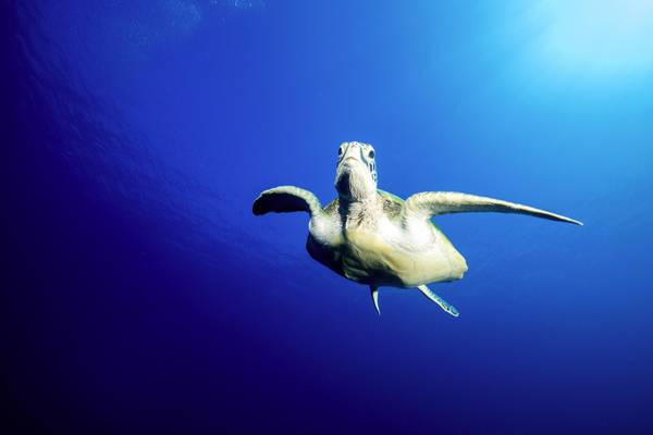 Turtle_Pullman_Maldives_Maamutaa_Hausriff