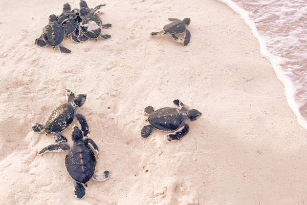 Turtle Babys