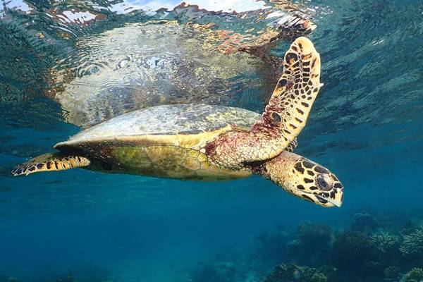 Ananea_Madivaru_Maldives_8