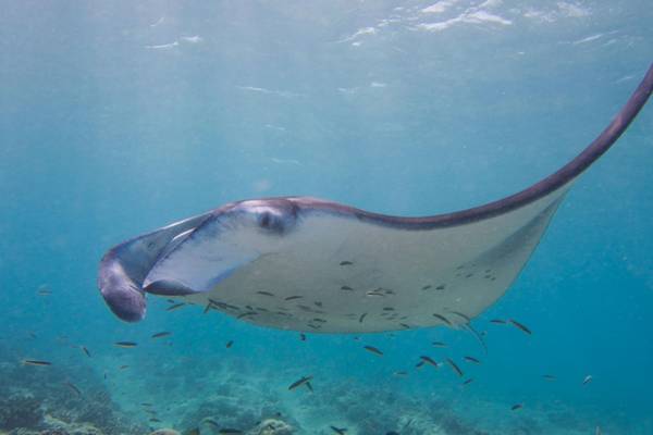 Milaidhoo_Maldives_Hausriff_tauchen_2