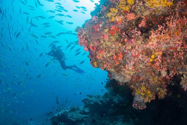 Milaidhoo_Maldives_Hausriff_tauchen_3