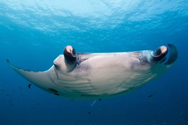 Diving_Kuredu_Resort_und_Spa_3