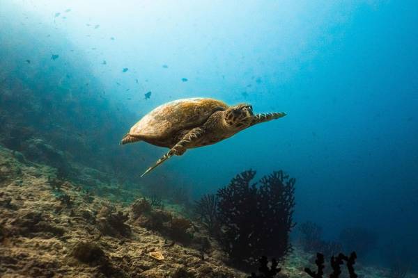 Diving_Kuredu_Resort_und_Spa_5
