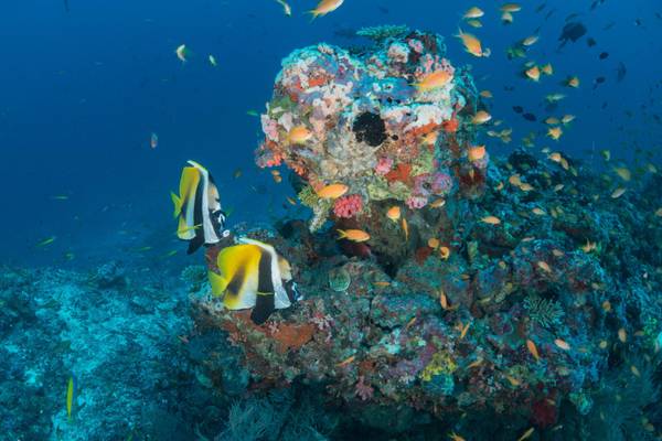 Milaidhoo_Diving_2