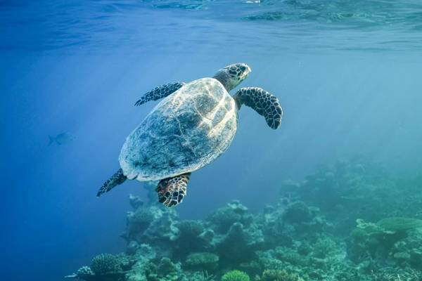 The Halcyon Private Isles Maldives_1