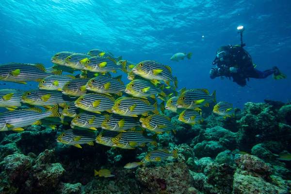 Nala_Maldives_4