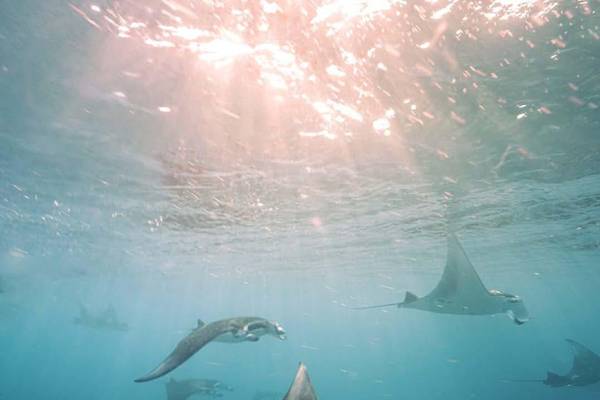 Nala_Maldives_14