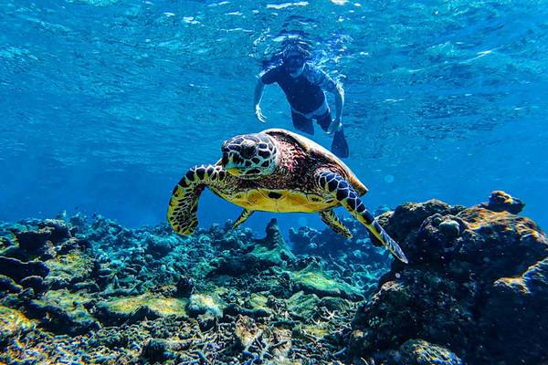 World Turtle Day 2026