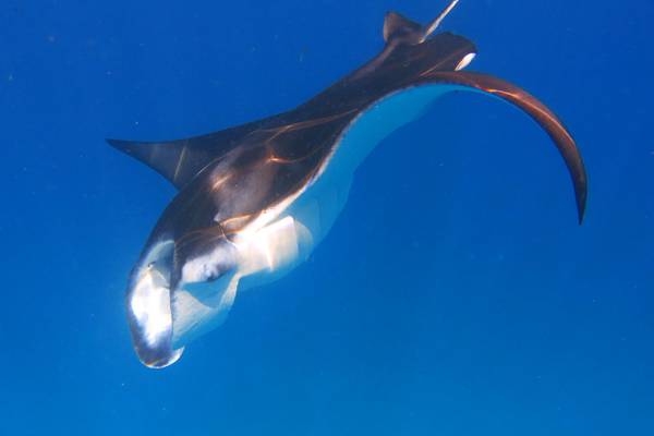 Mantas beim Safari Island