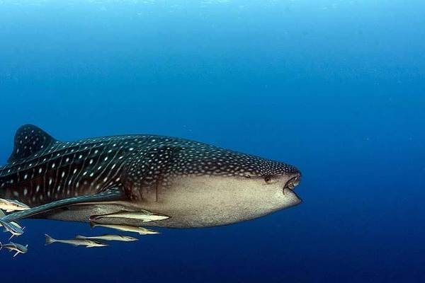 Walhai | Kandolhu Maldives