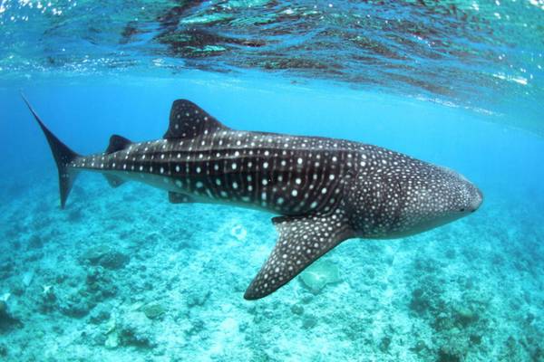 Walhai_Lux_South_Ari-Atoll