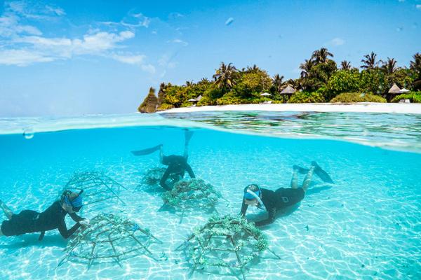 Four Seasons Resort Maldives -  Korallenzucht vor der Insel