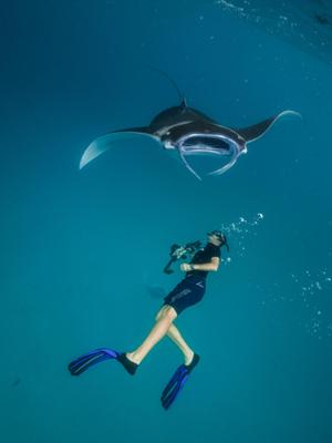 Four Seasons Resort Maldives - Mantarochen -Begegnung