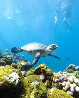 Conrad_Maldives_Turtle