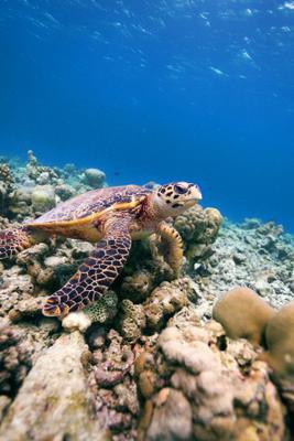 dusit-thani-maldives-experience-diving-turtle