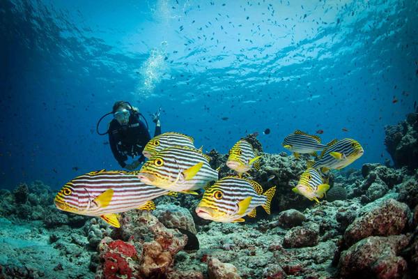 Conrad_Maldives_Diving_Fish_1