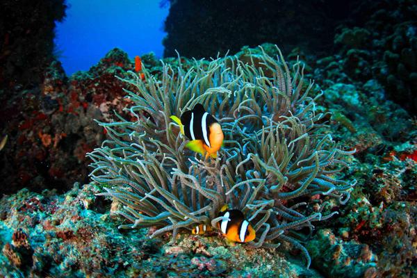 Conrad_Maldives_Diving_Fish_Riff