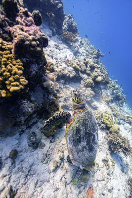 dusit-thani-maldives-experience-driving-sea-turle