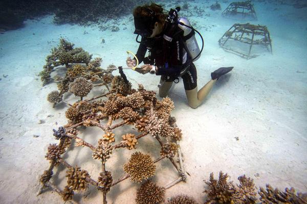 Conrad_Maldives_Coral-Korallenzucht-Rahmen